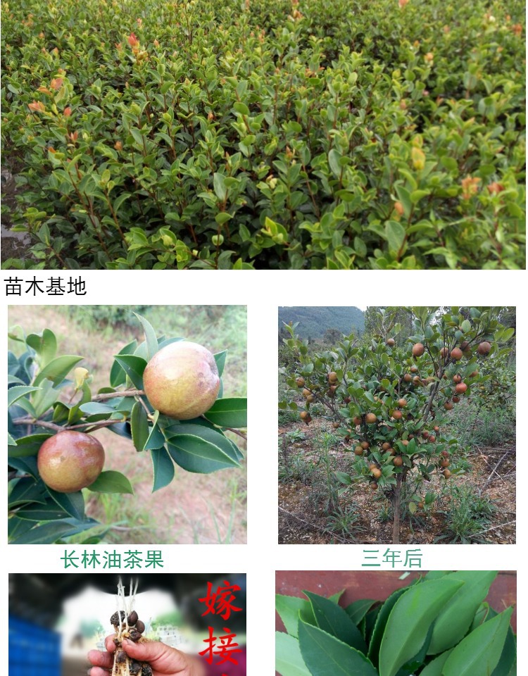 江西高产长林油茶苗批发 嫁接良种矮化优质品种基地满150株.