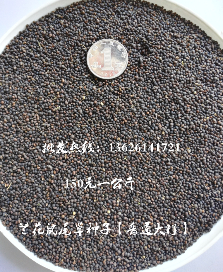 一串兰种子 一串蓝 鼠尾草 兰花鼠尾草种子总经销[重点推荐