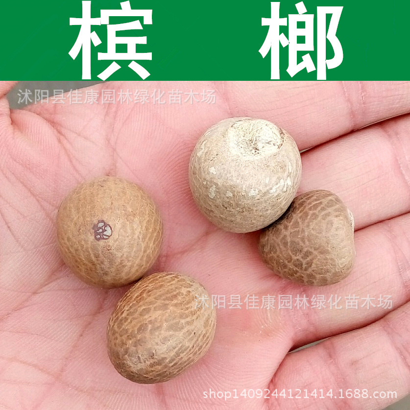林木种子正宗槟榔种子 槟榔子 中药材种子 槟榔玉 槟榔树种子