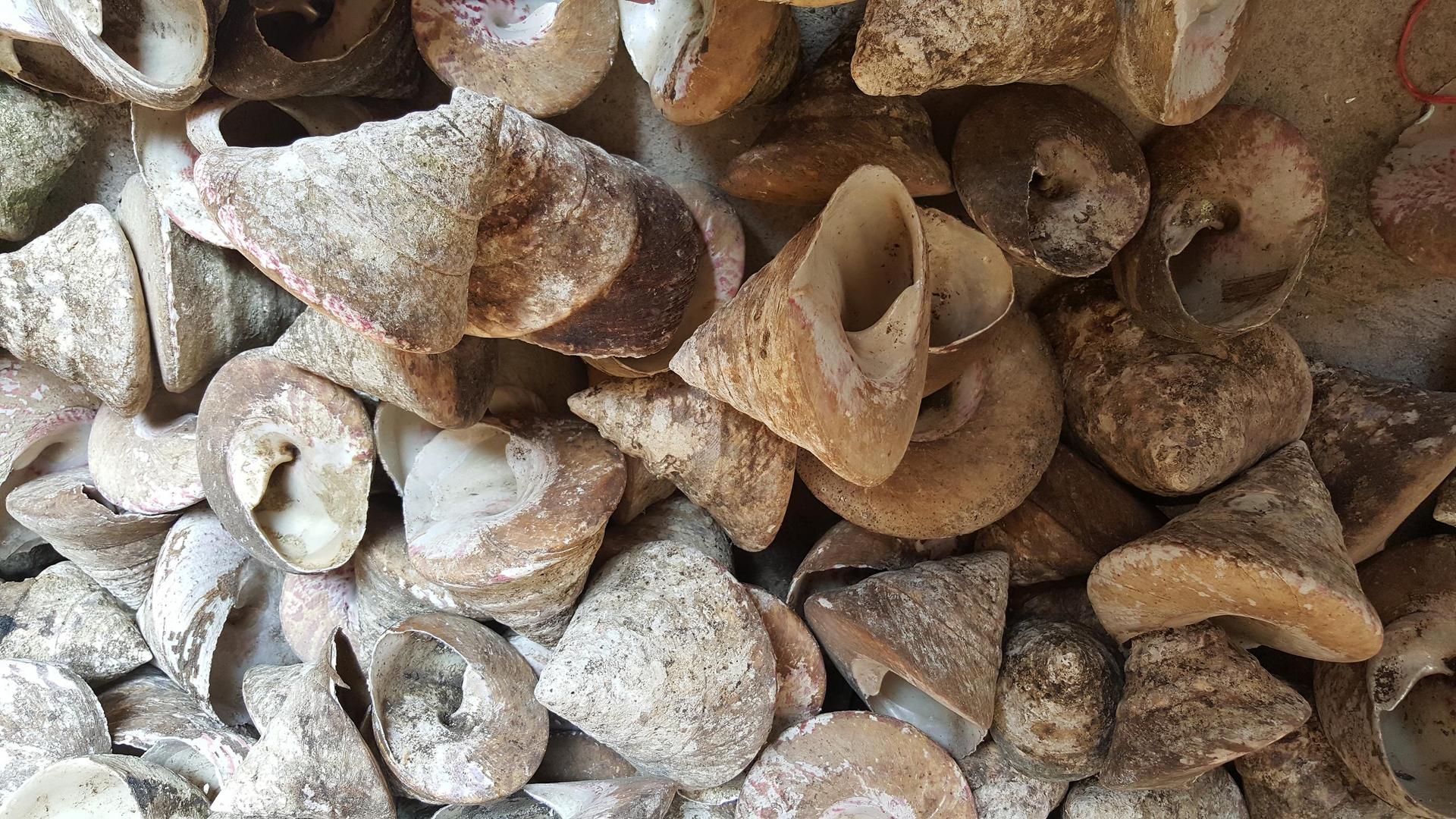 贝壳马蹄螺 贝壳原材料 马蹄螺纽扣原材料