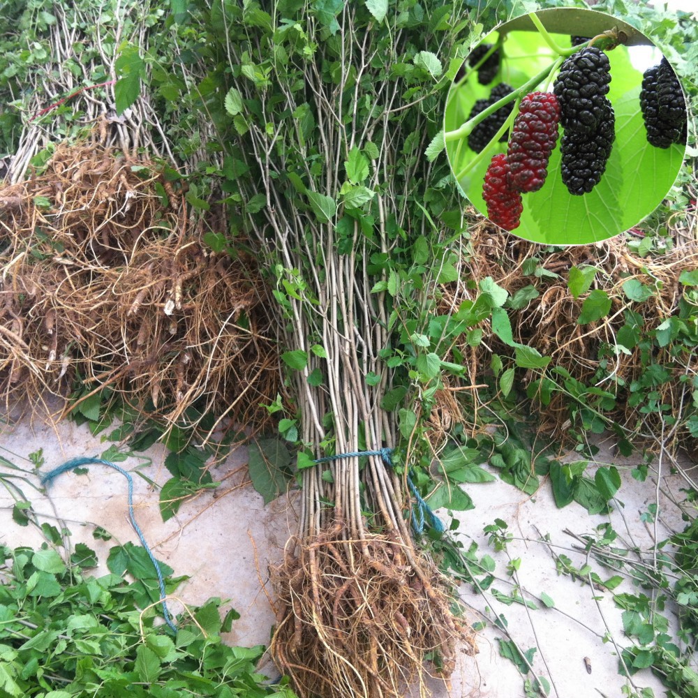 批发果树苗木黑红果红桑树苗农家桑树台湾长果桑椹苗当年结果