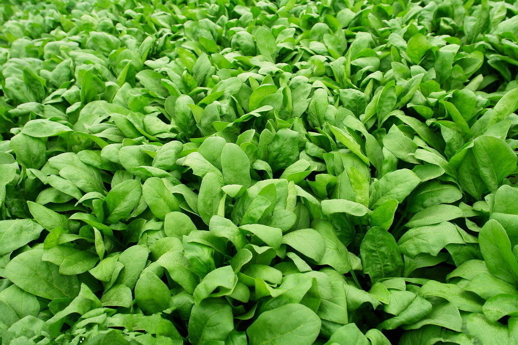 供应脱水菠菜 无添加 无色素 厂家直销