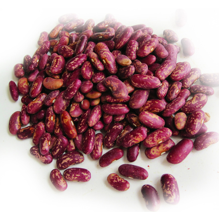 优质东北花腰豆 肾豆 五谷杂粮批发