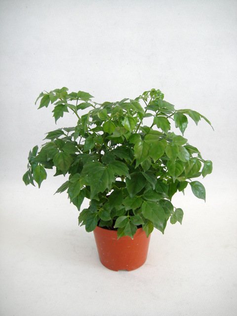 净化空气吸甲醛室内花卉盆栽 小富贵幸福树  观赏盆栽花卉 直销