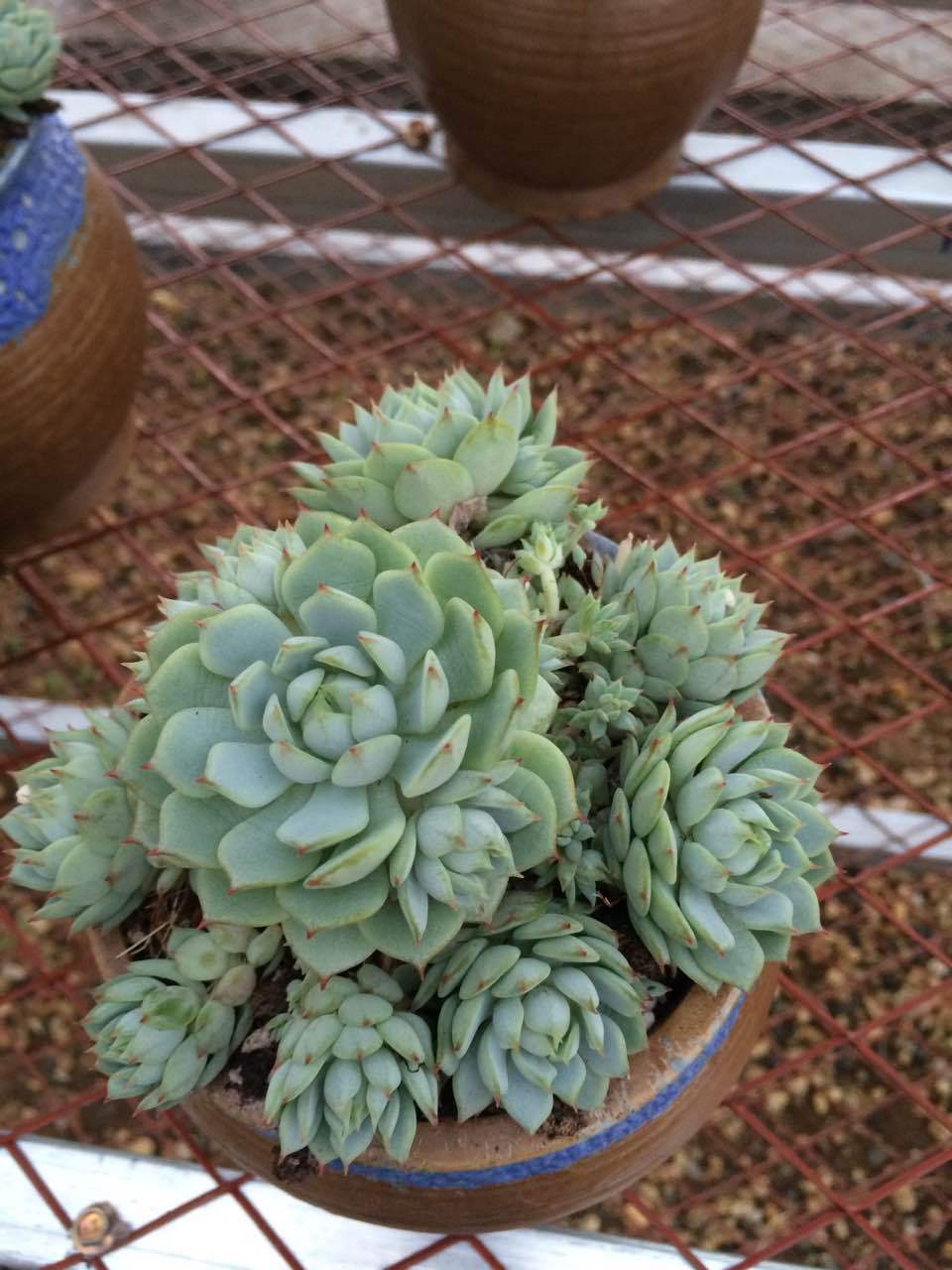 韩国进口田园大棚种植多肉植物静夜群老桩 多头室内盆栽花卉