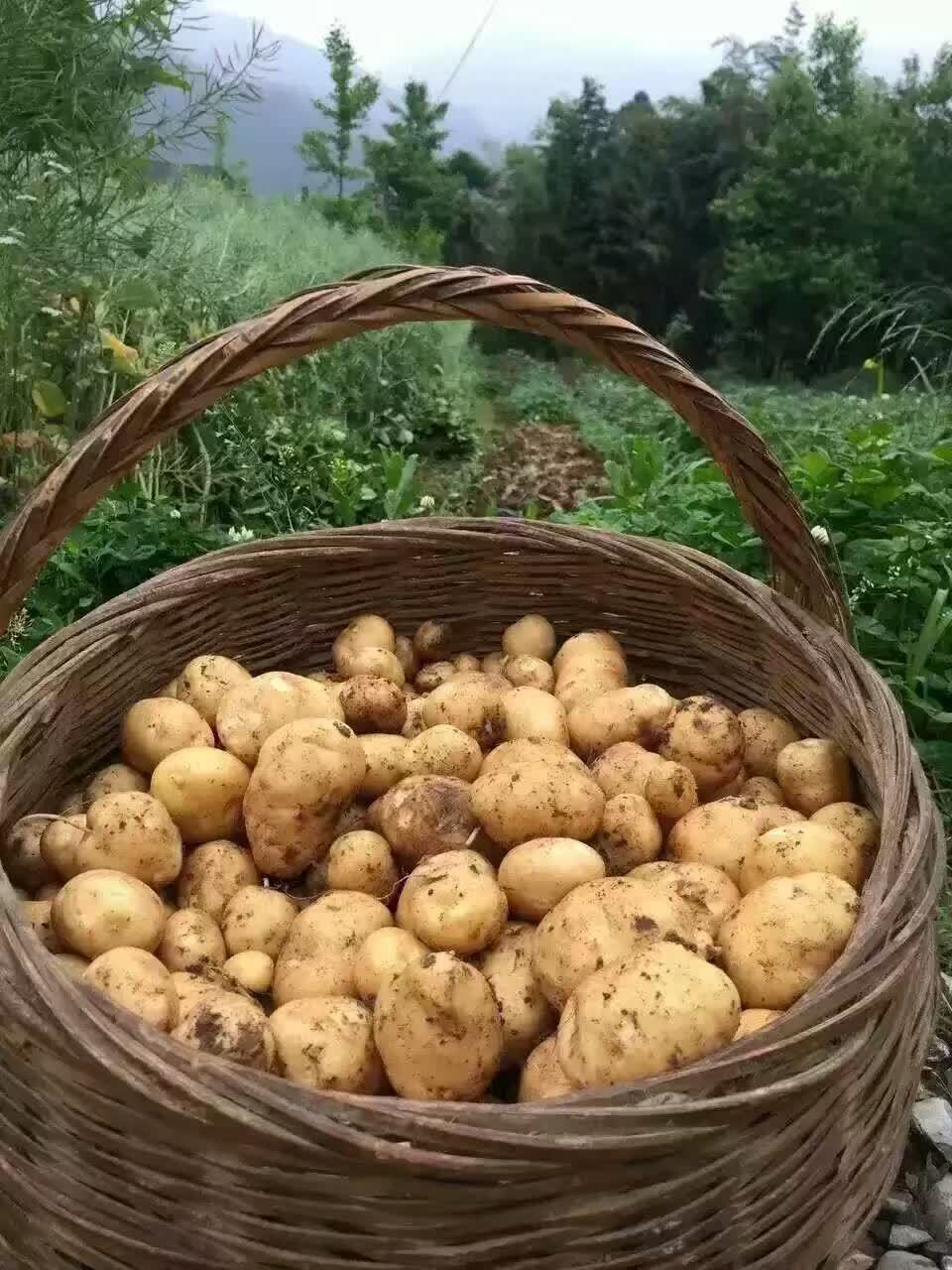 高山黄洋芋农家自种老品种黄心土豆绿色无公害健康食品优质马铃薯