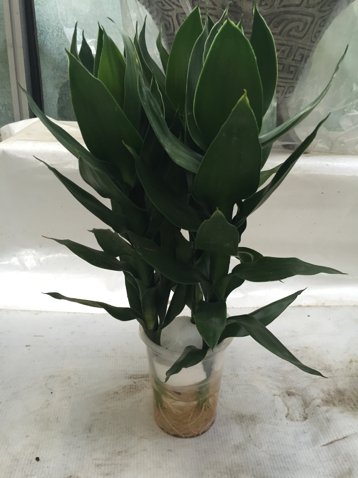 批发 水培植物 观音竹 桌面摆放 四季常青莲花竹 净化空气防辐射