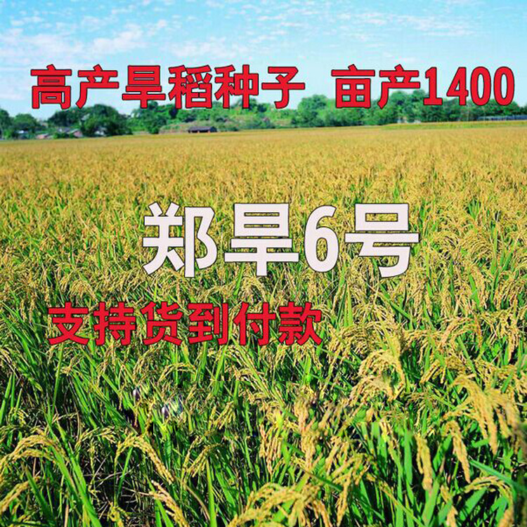 旱稻种子 郑旱9号 旱地平原山地丘陵播种稻谷水稻籽点播直播早稻