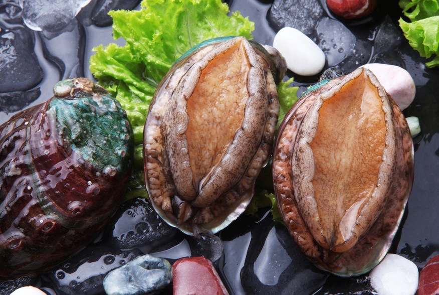 冷冻鲍鱼活冻鲍鱼半壳鲍鱼自助餐厅酒店烧烤专用食材量大从优