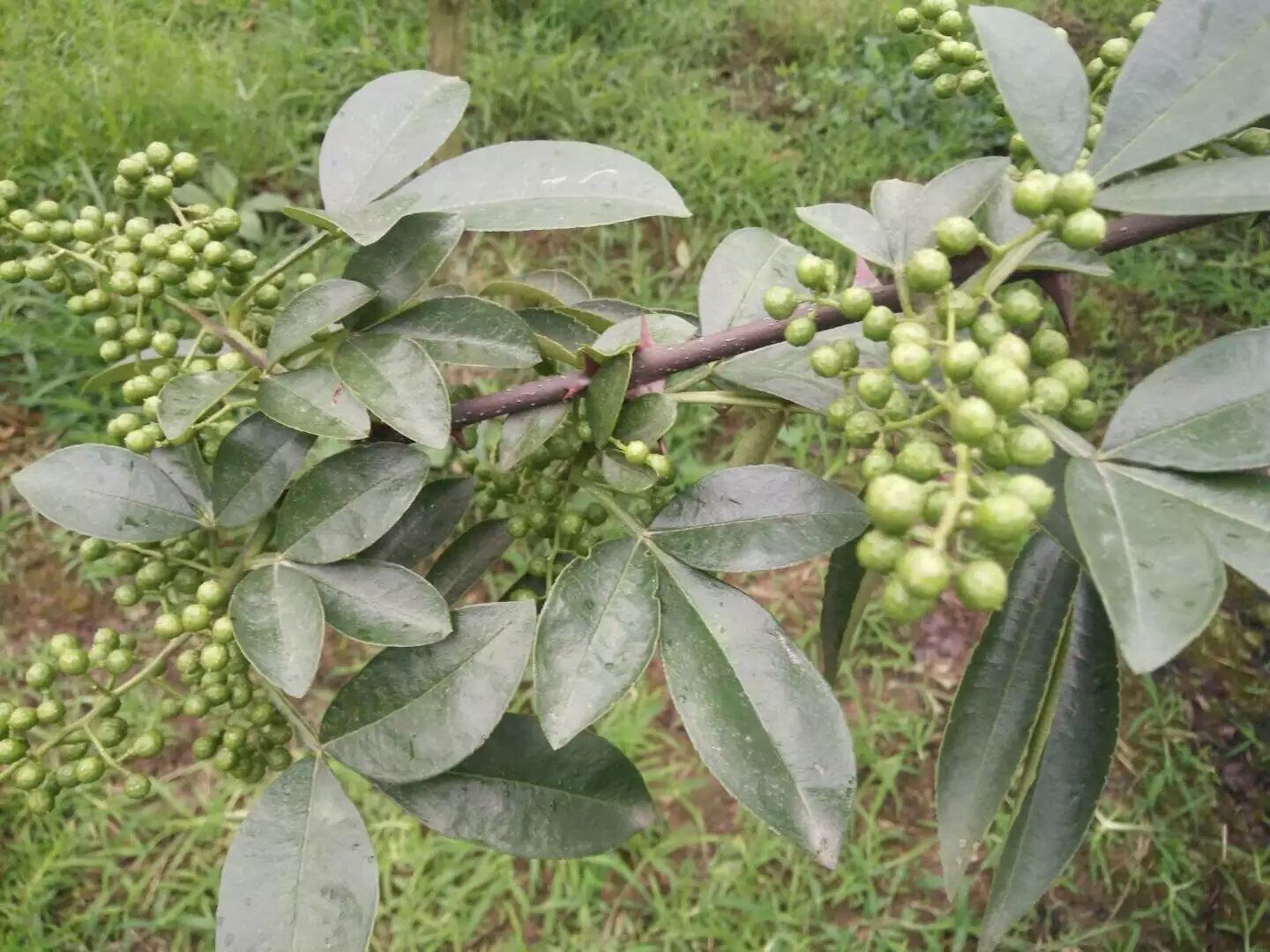 重庆江津大批量出售正宗九叶青花椒树量大让你心动的价格