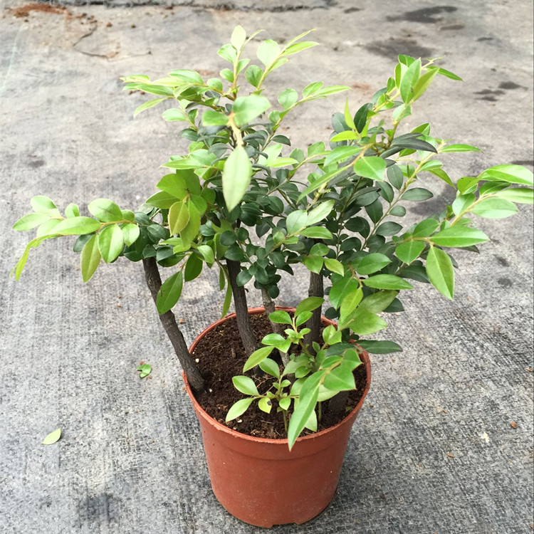 【小叶虎刺盆景】_小叶虎刺盆景厂家_小叶虎