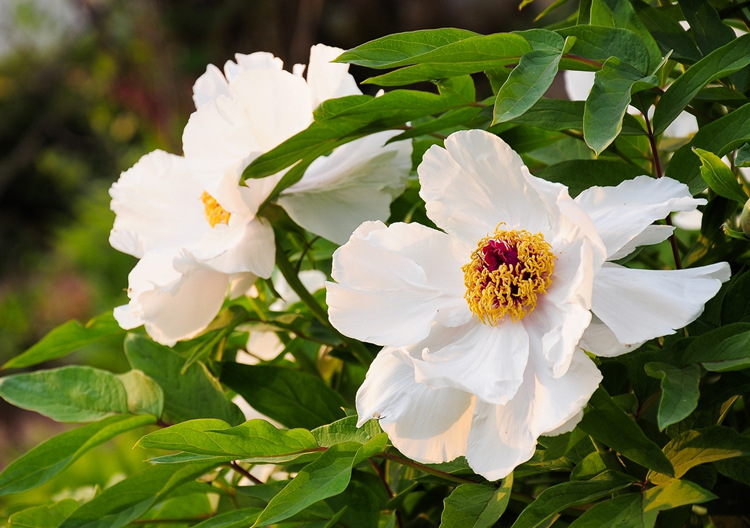 中药材批发白芍 芍药 白芍片各种规格 亳州地产白芍片量大从优