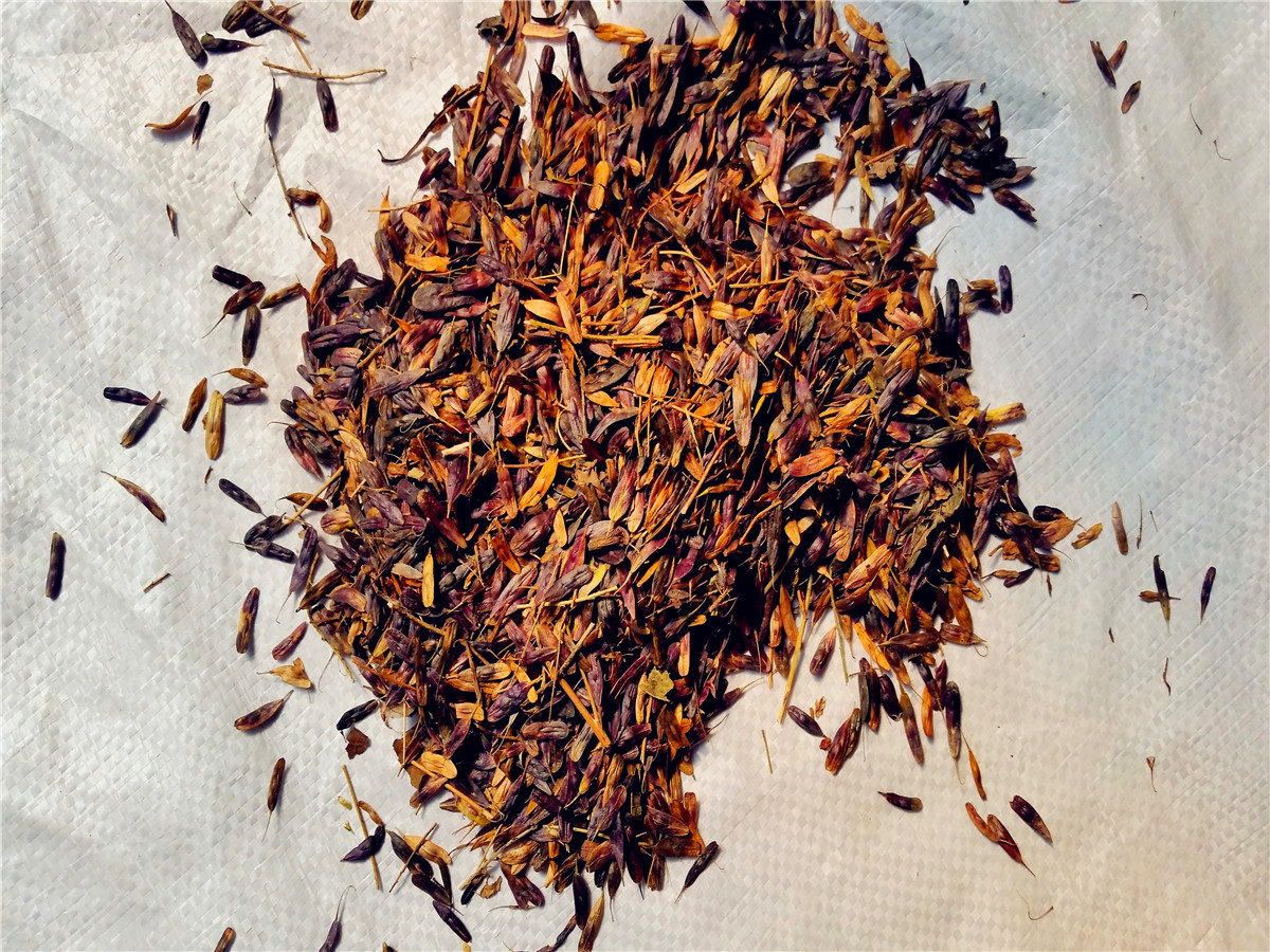 优质板蓝根种子 大青叶种子 当年新采 保质保量