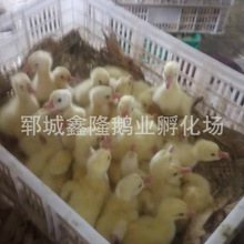 厂家长期批发扬州白鹅鹅苗 禽业孵化场批发雏鹅可回收