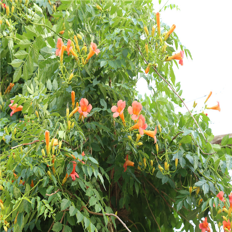 基地长期大量供应凌霄树 一级绿化苗凌霄树苗 规格齐全凌霄 包活