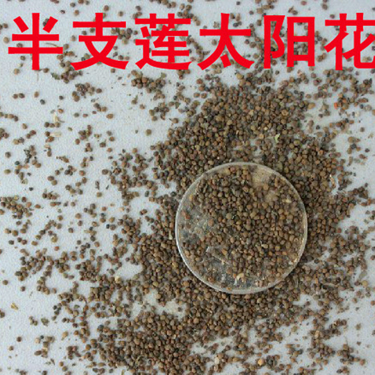 花种子盆栽 家庭阳台 易种四季播花卉种子 太阳花种子0