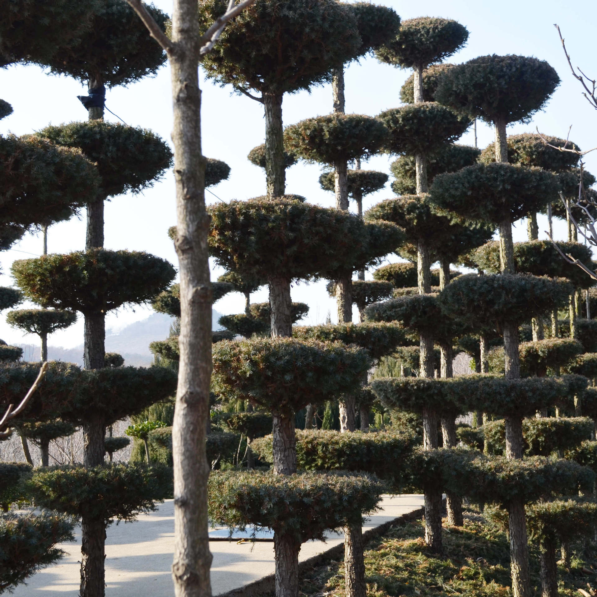 华颖农场 蜀桧造型 园林植物 乔木 园林绿化 绿化工程苗木.