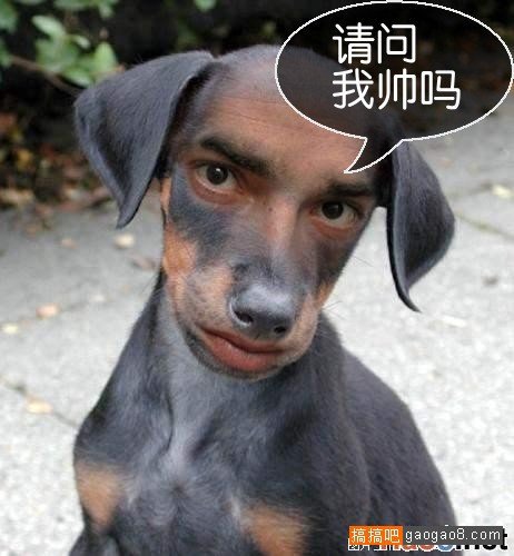 笑死人的搞笑图片和笑话