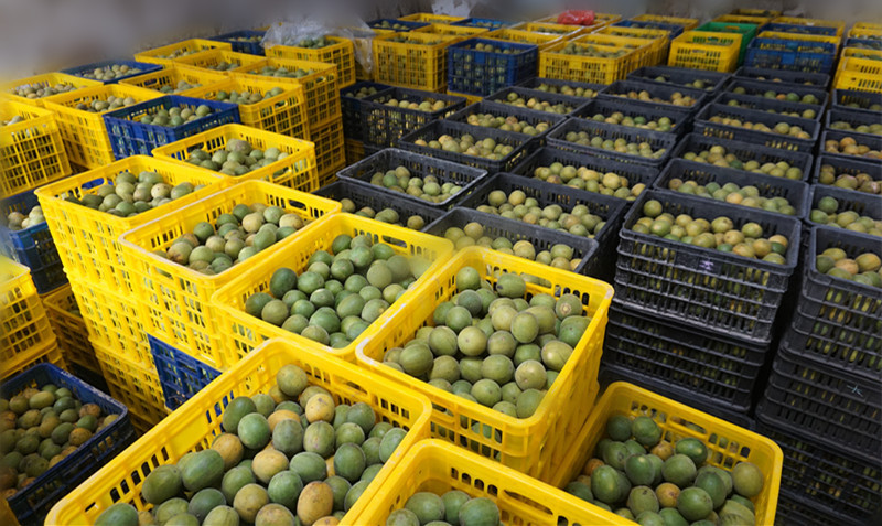 年加工罗汉果百万个,原料全部是桂林永福(罗汉果原产地)的罗汉果,品质