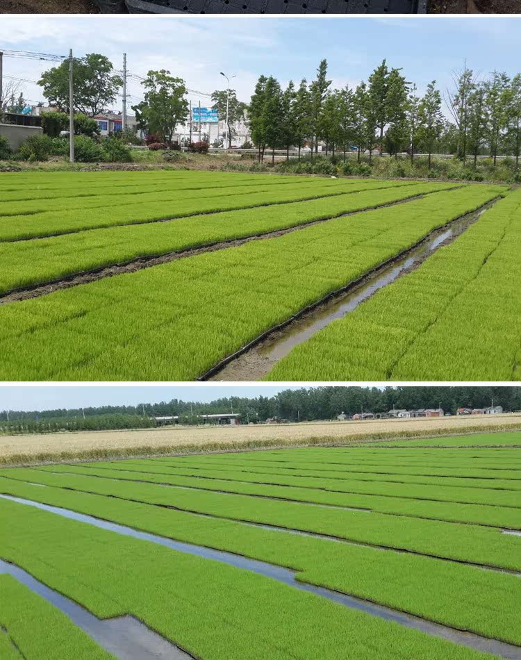 批发零售水稻育苗基质营养土育秧基质栽培基质土泥炭土水稻育秧.