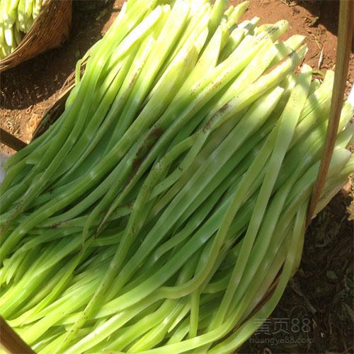 安徽涡阳苔菜 产地直销 8斤一件 质量一等 无任何添加