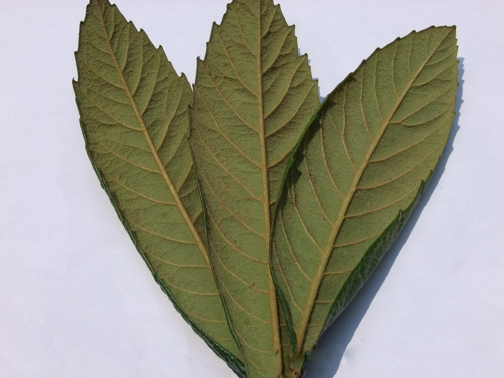 供应〕枇杷叶提取物