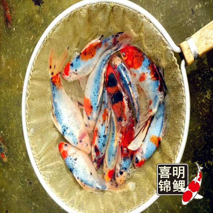 兰花彩鲫鱼观赏鲫鱼观赏红鲫鱼蓝彩鲫鱼长尾蓝草鲫鱼草金活体批发