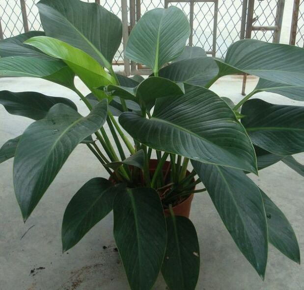 小金钻绿绒土培水培绿植净化空气室内绿色植物创意花卉盆栽