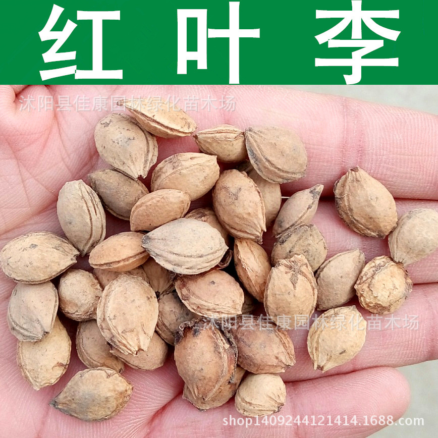 林木种子红叶李种子红叶李树紫叶李种子1件1斤