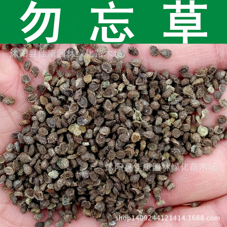 草花种子 勿忘草种子 花卉植物 别称勿忘我种子 1件=1斤