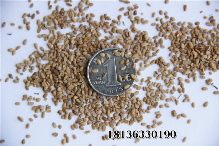 批发供应林木种子 油桐 马甲子 桧柏种子 发芽率高 品种全