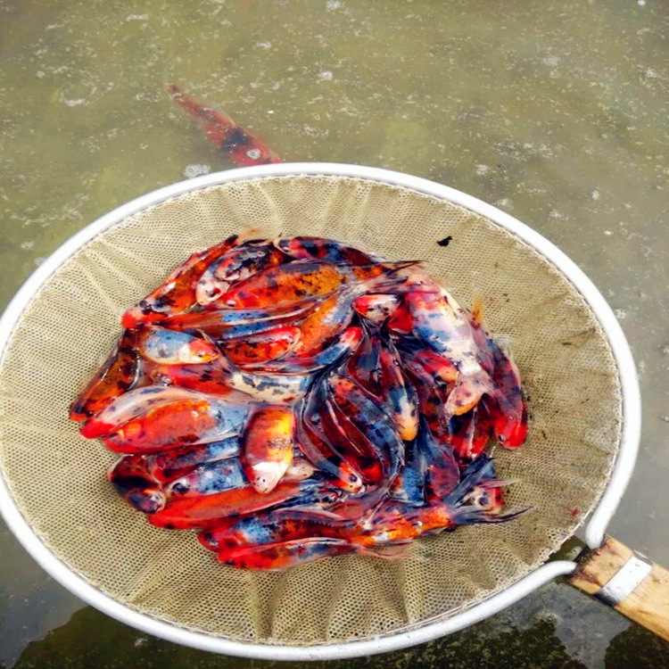 彩鲫鱼观赏鲫鱼 观赏红鲫鱼 彩鲫鱼长尾蓝草鲫鱼草金鱼批发