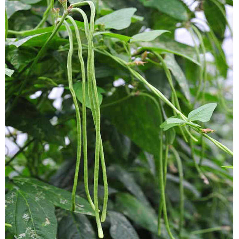 天然花江豆姜豆腰豆花豇豆五谷杂粮品质保证厂家批发