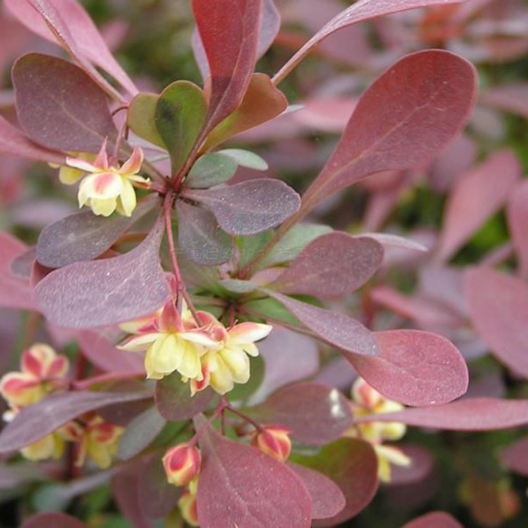 基地直销 红叶小檗小苗 紫叶小檗床苗 扦插苗绿化苗木 规格.