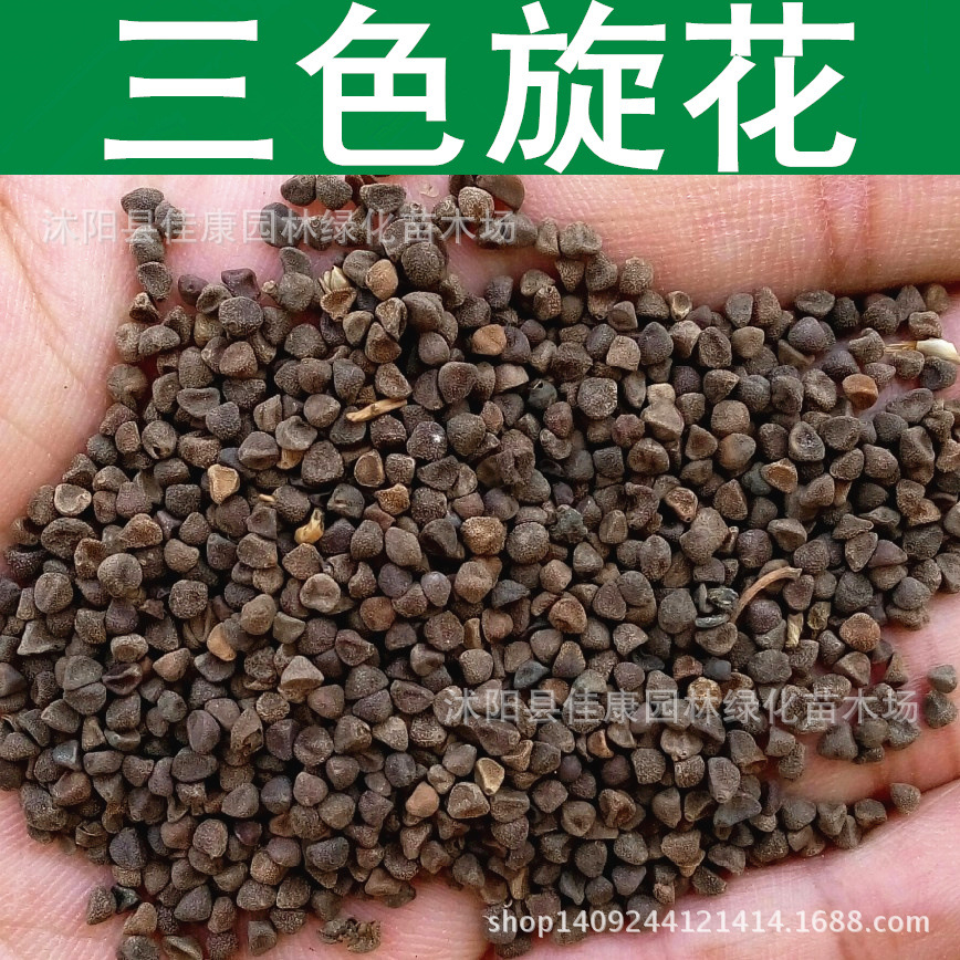 草花种子三色旋花种子花卉种子1件1斤
