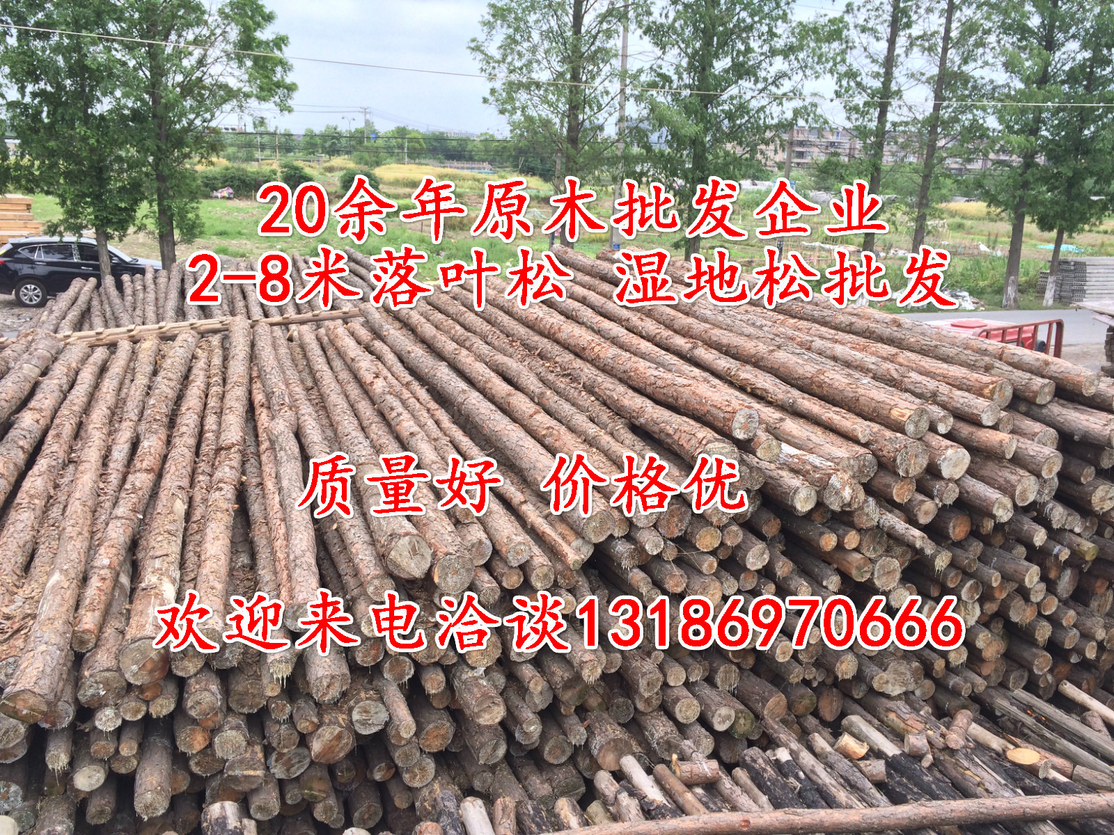 【松木桩 全国发货】专业供应打桩松木桩 全国直发新鲜原木