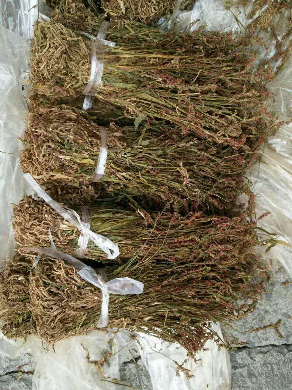 芝春堂 盘龙参 龙抱柱 盘龙草 双瑚草 猪牙参 猪鞭草 支持验货
