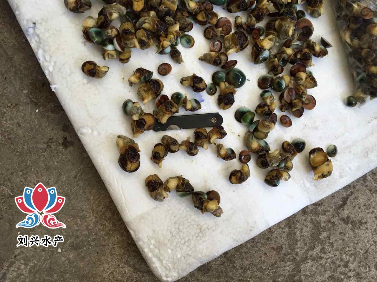 常年供应海螺猫眼蝾螺古文螺眼睛螺猫眼螺