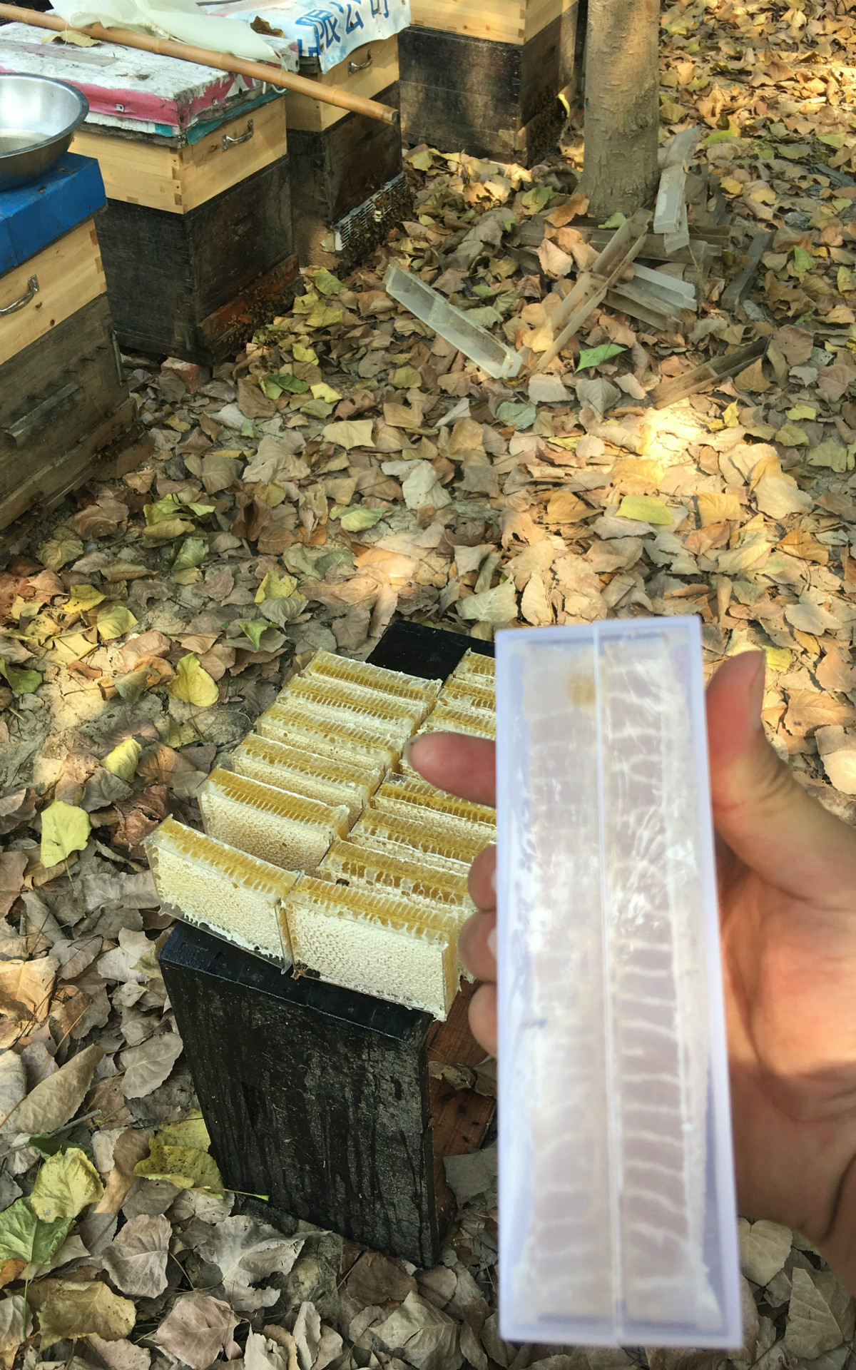 荆条蜂巢蜜 野生土蜂蜜原生态黑蜂蜂巢蜜500g成熟封盖蜜蜂