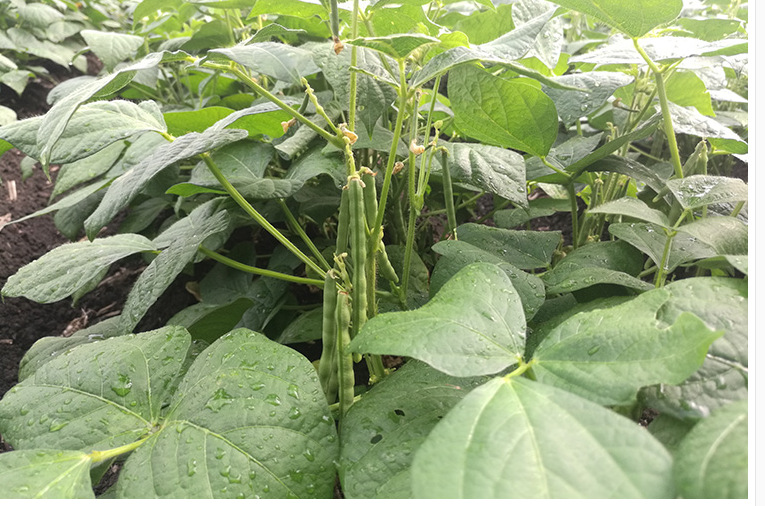 供应优质红小豆 红豆 绿色食品 五谷杂粮 农家粗粮 400g/袋