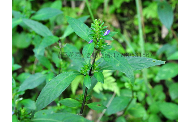 2016年燕花雨新货 批发中药材孩儿草 蓝色草 黄蜂草 贴牌代加工