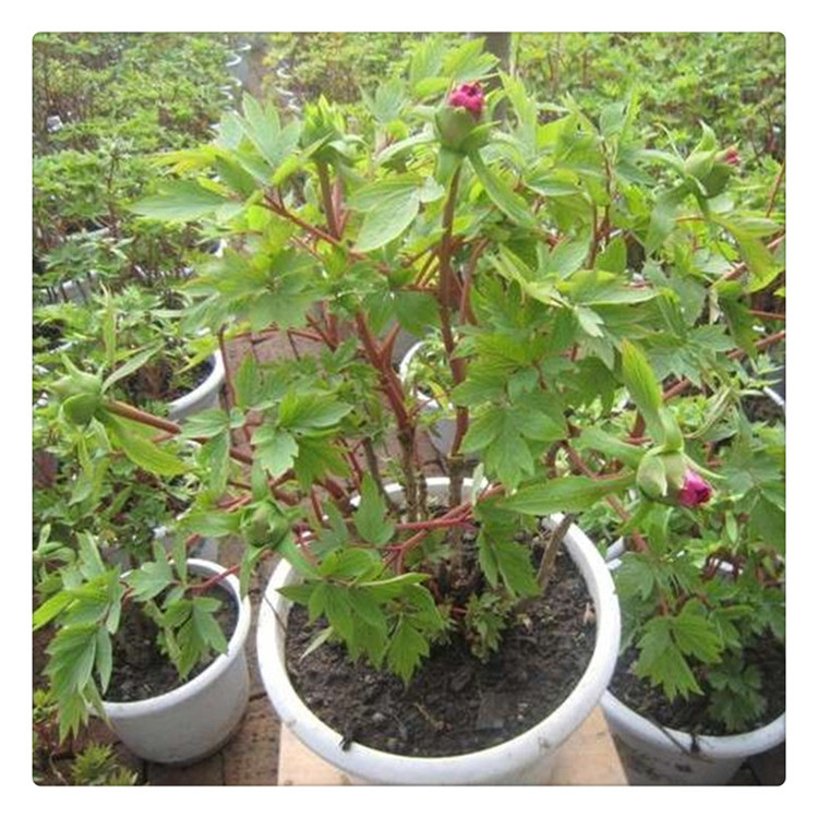 盆栽 font color=red>牡丹 /font>花 font color=red>苗 /font>  font