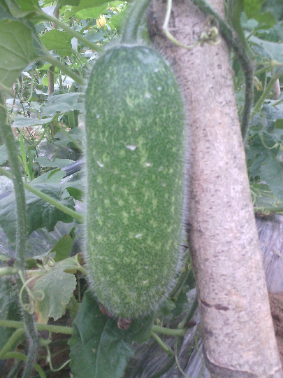 特色蔬菜批发 毛节瓜 迷你小冬瓜