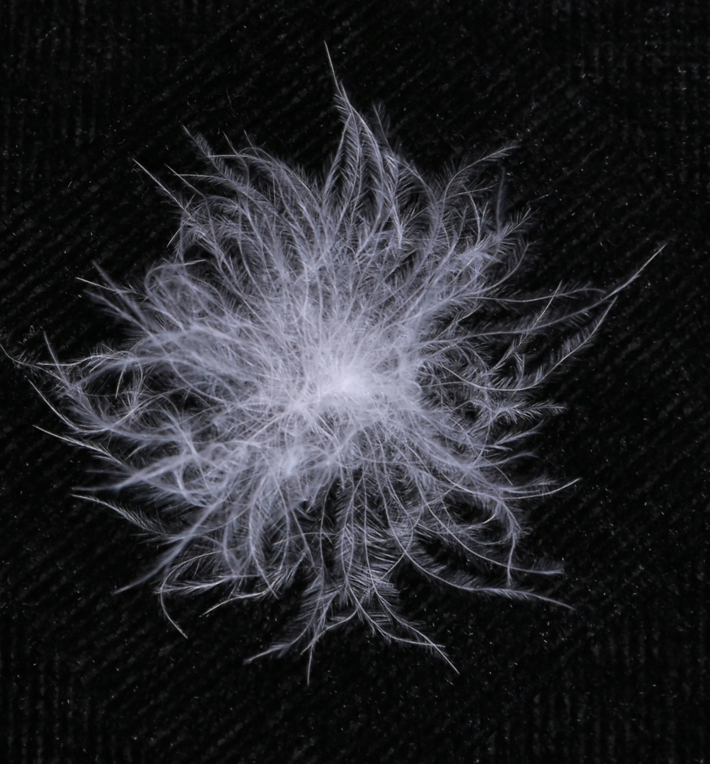 95%白鸭绒 羽绒服标准填充物 绒朵大 蓬松好 厂家批发