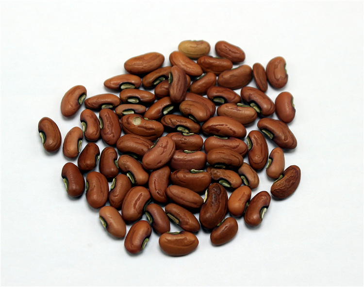 小叶高产王长豆角种子 菜园易种蔬菜种子 四季架豆王籽 荚长约1米