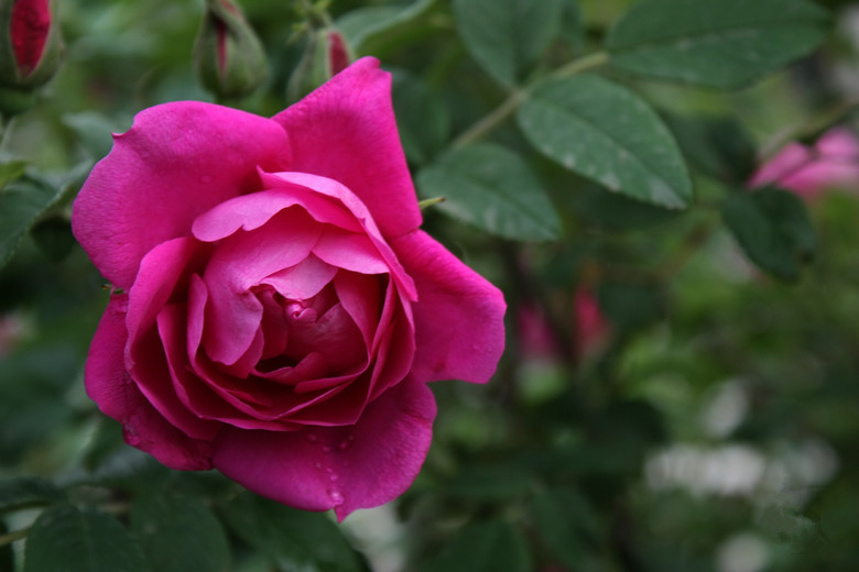 绿化工程苗木大量批发多季玫瑰 四季刺梅 黄刺玫小苗木基地供应