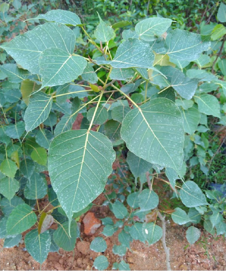 正宗金刚菩提树苗佛教圣树思维树觉树盆栽正品行货带土发货