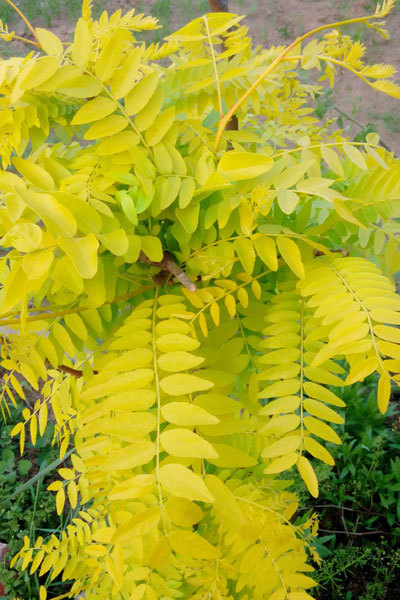 金叶皂角 美国无刺皂角 美国皂角 金叶皂荚 专业苗木种植批发