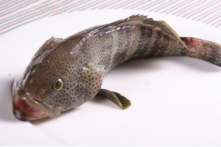 零售 批发渔鑫园 冷冻盐鲜石斑鱼 野生小石斑 特色菜腌制半成品