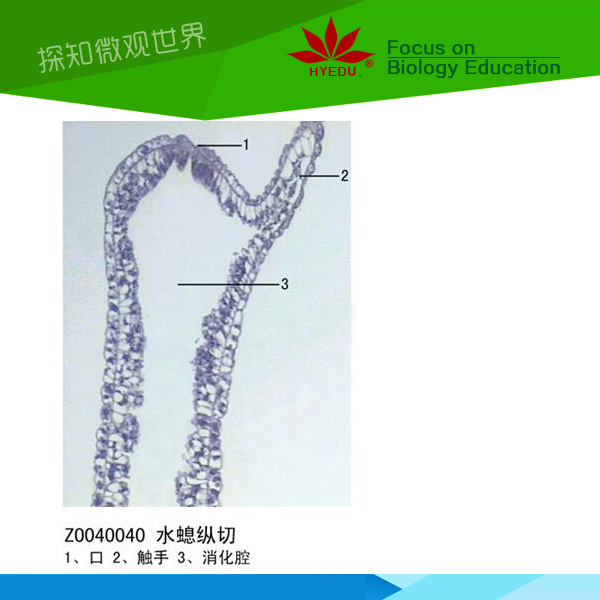 水螅装片动物切片标本显微镜配件玻片微观生物学玻片标本微观结构